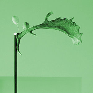 Pierluigi Bruno - Design